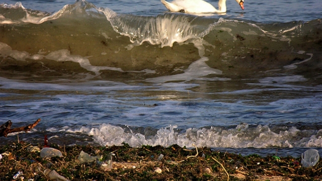 Варненци чистиха плажа и храниха лебедите