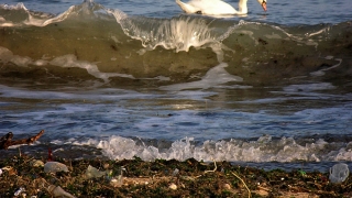 Варненци чистиха плажа и храниха лебедите